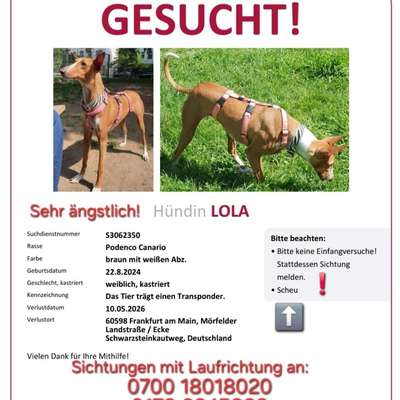 Suchmeldung-Lola-Bild