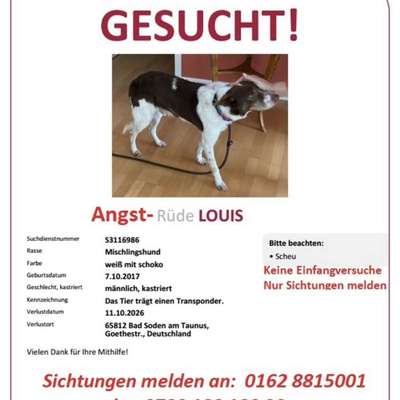 Suchmeldung-Louis-Bild