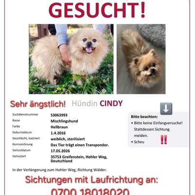 Suchmeldung-Cindy-Bild