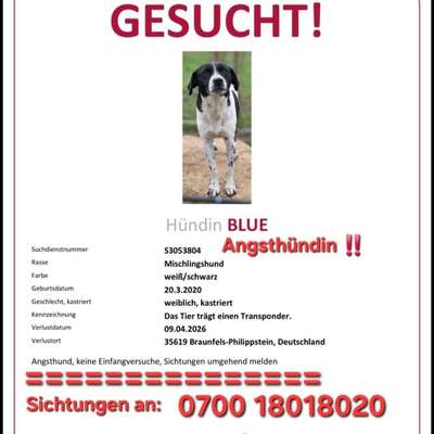 Suchmeldung-Blue-Bild