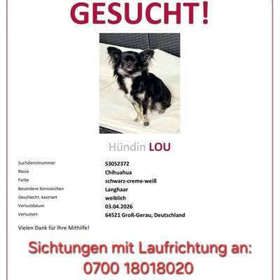 Suchmeldung-Lou-Bild