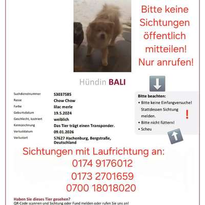 Suchmeldung-Bali-Bild