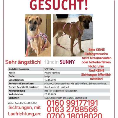 Suchmeldung-Sunny-Bild