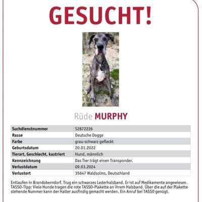 Suchmeldung-Murphy-Bild