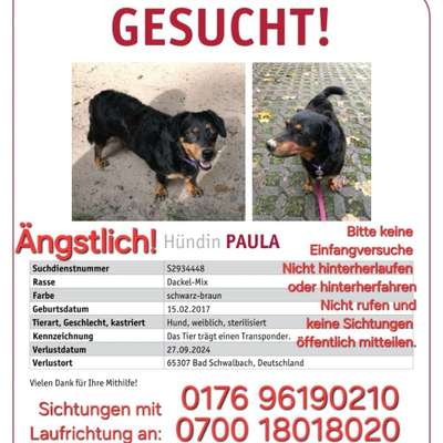 Suchmeldung-Paula-Bild