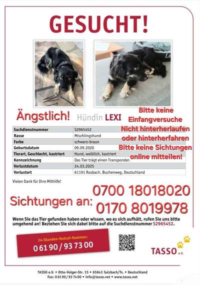 Suchmeldung-Lexi-Bild