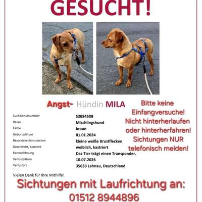 Suchmeldung-Mila-Bild