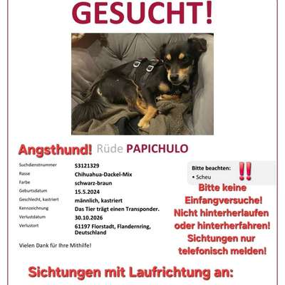 Suchmeldung-Papichulo-Bild