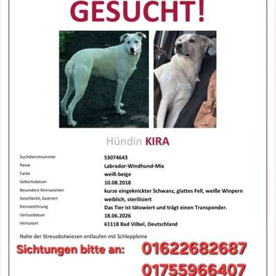 Suchmeldung-Kira-Bild