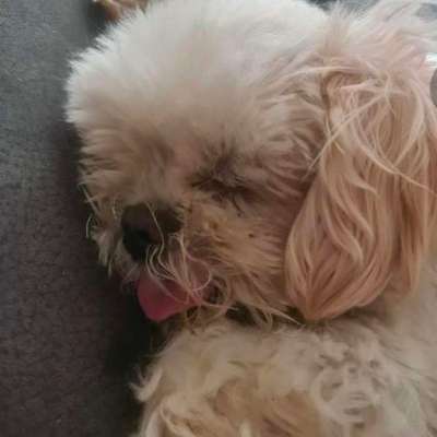 Suchmeldung-Flocke-Bild