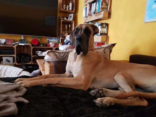 Deutsche Doggen Besitzer zeigt euch-Beitrag-Bild