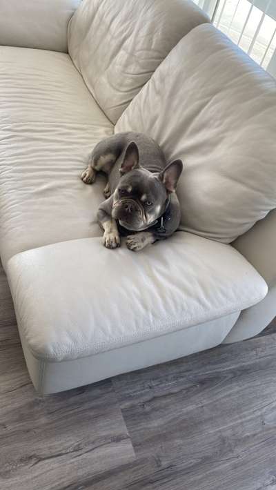 Französische Bulldoggen-Beitrag-Bild