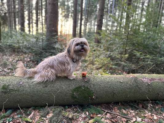 Hundetreffen-Gassi gehen und Spielpartner gesucht-Bild