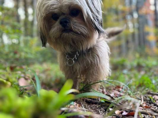 Hundetreffen-Mittags Gassi gehen - Aschheim oder Riem Arcaden(Park)-Bild