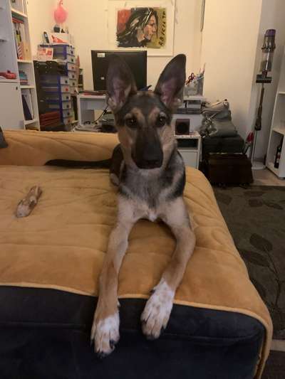 Schäferhund-Beitrag-Bild