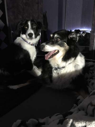 BIG LOVE :) mit 2 Hunden❣️-Beitrag-Bild