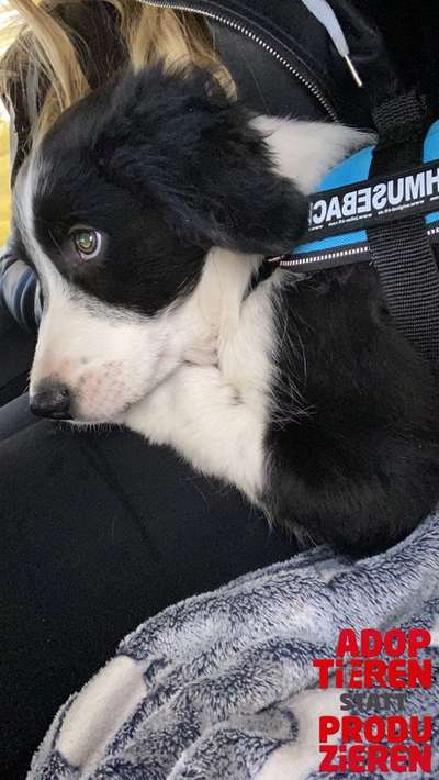 Dogorama Photo Challenge - "Adoptieren statt Produzieren" mit Gewinnspiel-Beitrag-Bild