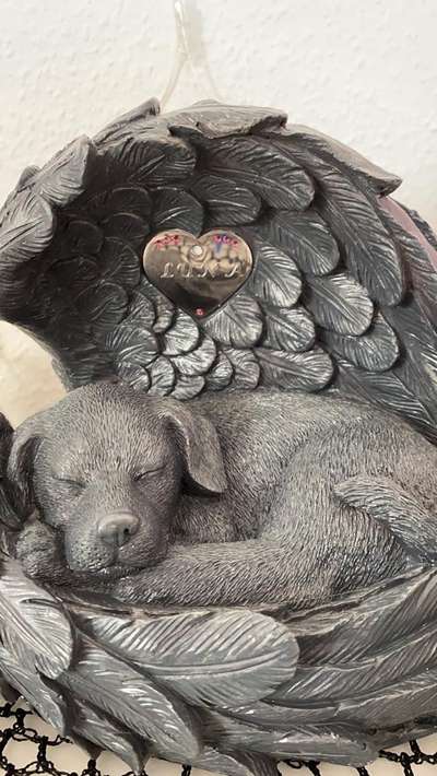 Regenbogenbrücke-Beitrag-Bild