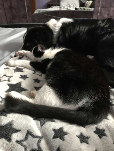 Hund und Katzen aneinander gewöhnen/ Bei wem war/en die Katze/en zuerst da? Erfahrungen-Beitrag-Bild