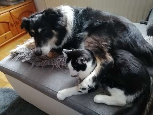 Hund und Katzen aneinander gewöhnen/ Bei wem war/en die Katze/en zuerst da? Erfahrungen-Beitrag-Bild