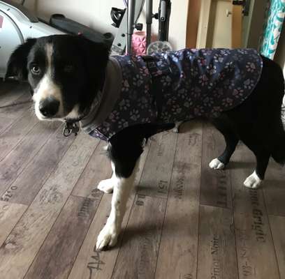 Nähen für Hunde-Beitrag-Bild