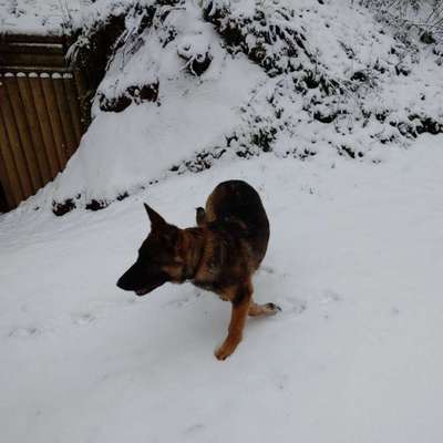 Hundetreffen-Suche nette Hunde zum gemeinsamen Gassi gehen 😉Junge oder Mädchen egal.