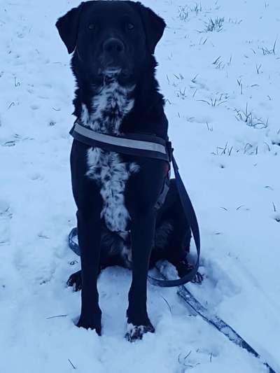 Labradorfans-Beitrag-Bild