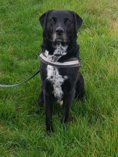 Labradorfans-Beitrag-Bild