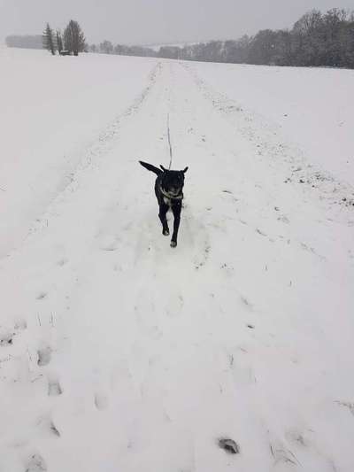 Fotosammlung: ,,Der natürliche Hund" Unbearbeitet, ungestellt und in Natura-Beitrag-Bild