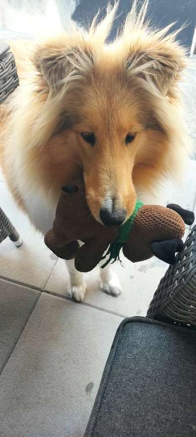 Langhaar Collies-Beitrag-Bild