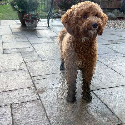 Hundetreffen-Toben, spielen,…-Bild