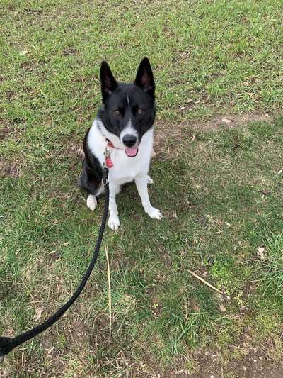 Seltene Rassen!-Beitrag-Bild