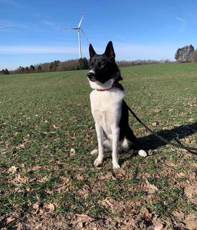 Hundetreffen-Trainings- & Gassigehfreunde 🐶♥️-Bild