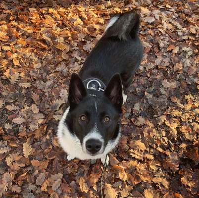 Seltene Rassen!-Beitrag-Bild