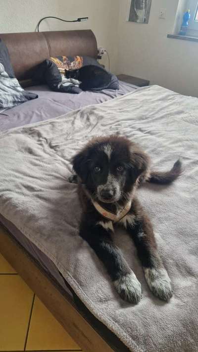 Hundetreffen-Welpentreffen-Bild