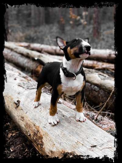 Miniatur Bull Terrier-Beitrag-Bild