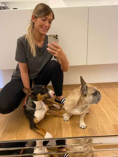 Miniatur Bull Terrier-Beitrag-Bild