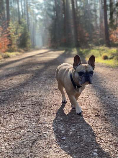 Zeigt her eure Frenchi-Beitrag-Bild