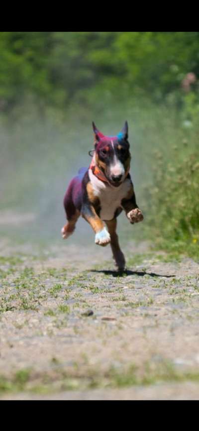 Miniatur Bull Terrier-Beitrag-Bild