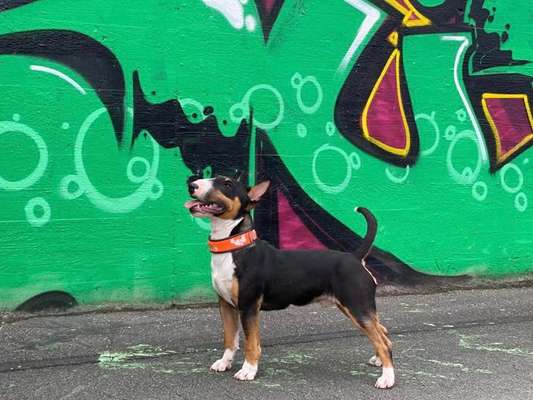 Miniatur Bull Terrier-Beitrag-Bild