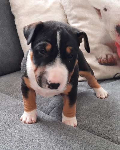 Miniatur Bull Terrier-Beitrag-Bild