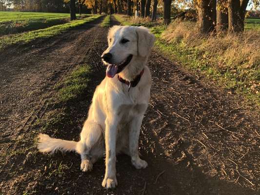 Wo sind die Golden Retriever Liebhaber?-Beitrag-Bild