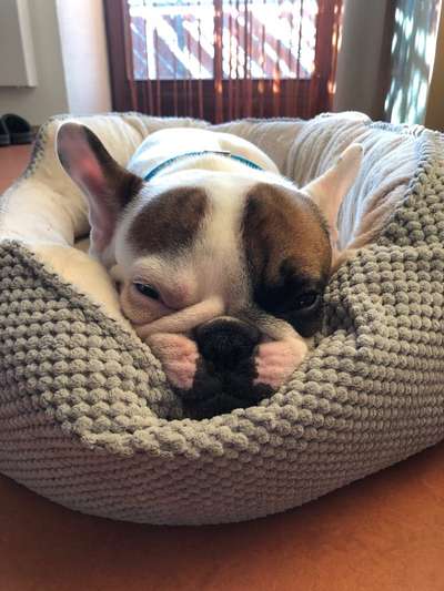 Französische Bulldoggen-Beitrag-Bild