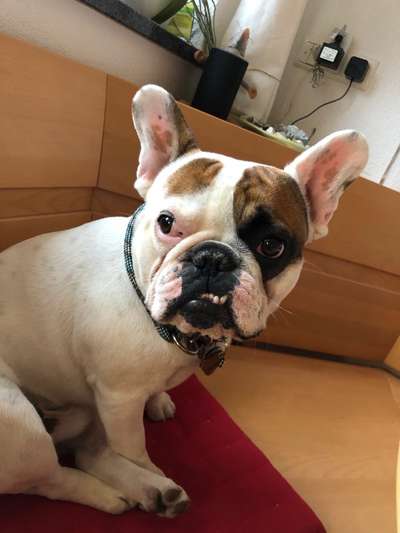 Lieblingsbild von euren Hunden?-Beitrag-Bild