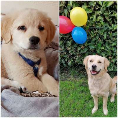 Wo sind die Golden Retriever Liebhaber?-Beitrag-Bild