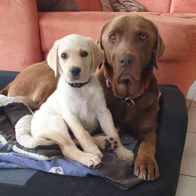 BIG LOVE :) mit 2 Hunden❣️-Beitrag-Bild