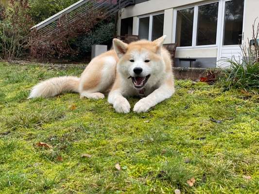 Die Dogorama Monats Challenge "Es grünt und blüht"-Beitrag-Bild