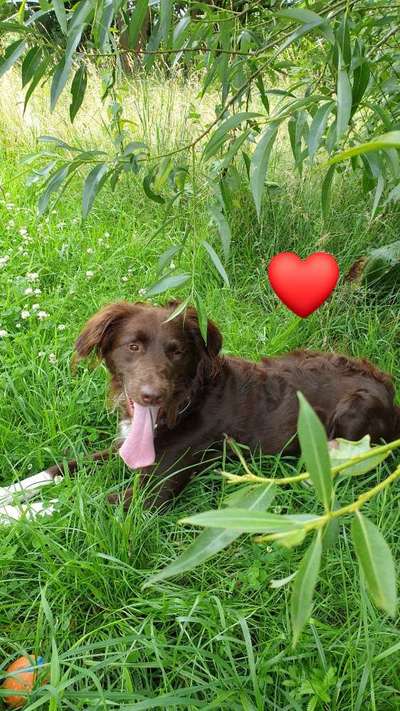 Zeigt her eure Junghunde :)-Beitrag-Bild