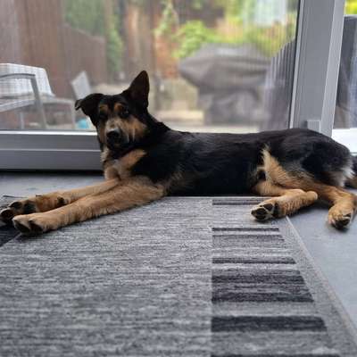 Hundetreffen-Junghundtreffen in Remscheid Lennep-Bild