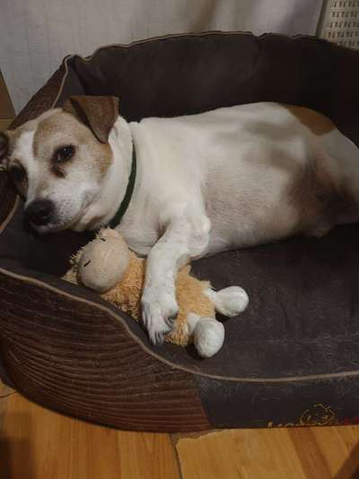 Unsere Fellnasen im Regenbogenland-Beitrag-Bild